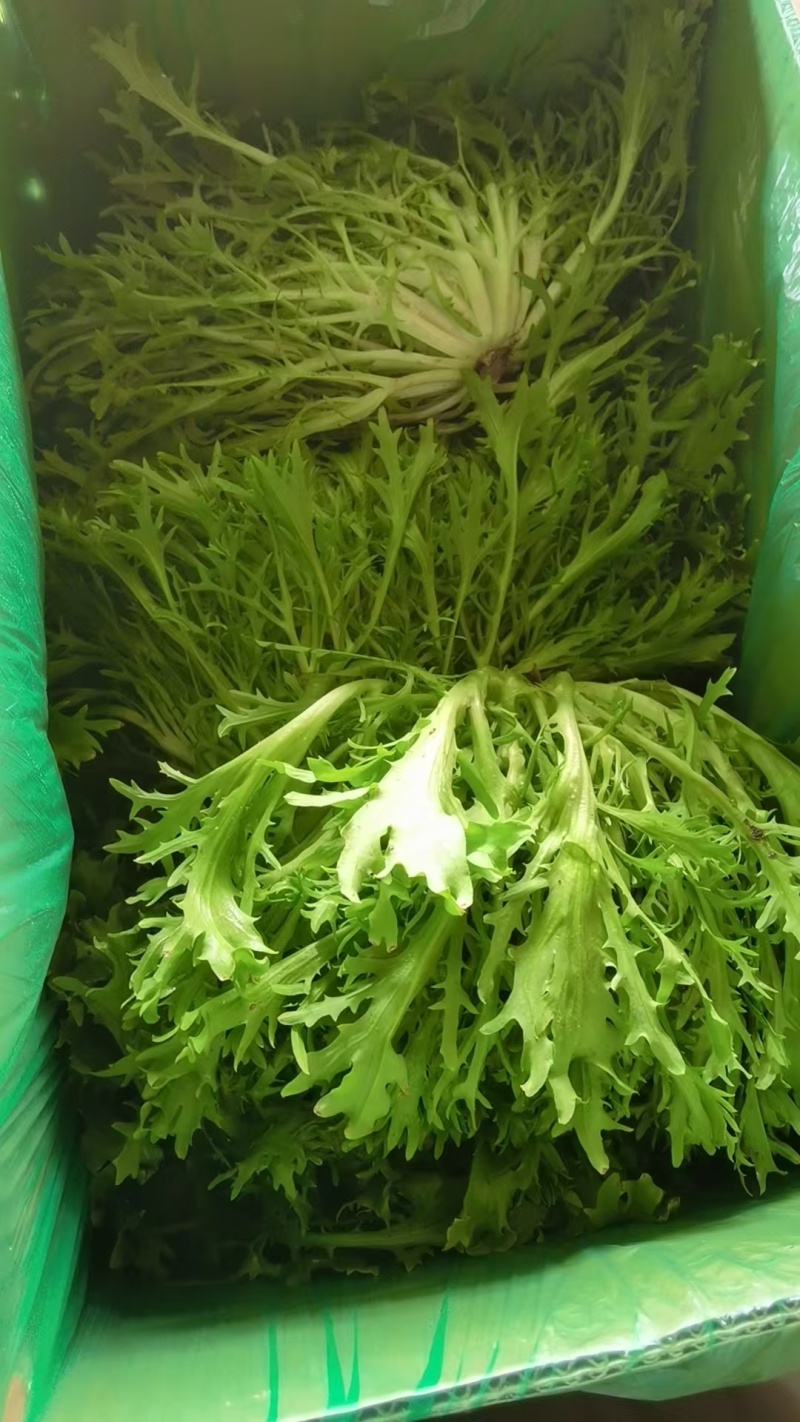【实力】河北苦菊，一手货源供应市场商超电商量大从优