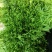 【实力】河北苦菊，一手货源供应市场商超电商量大从优