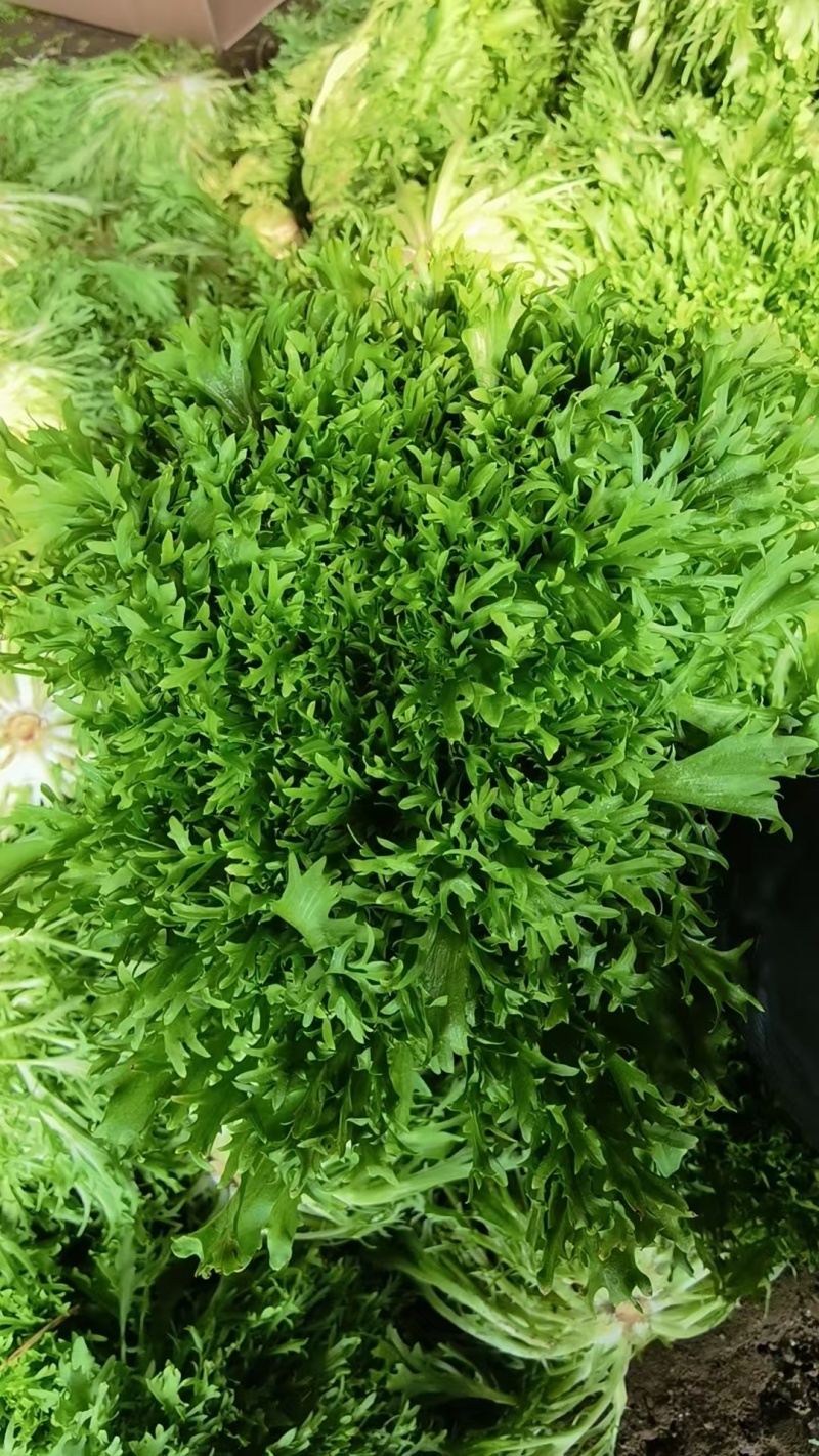 【实力】河北苦菊，一手货源供应市场商超电商量大从优