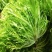 【实力】河北苦菊，一手货源供应市场商超电商量大从优