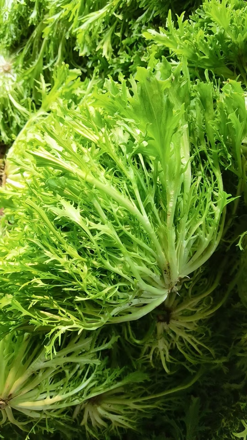 【实力】河北苦菊，一手货源供应市场商超电商量大从优