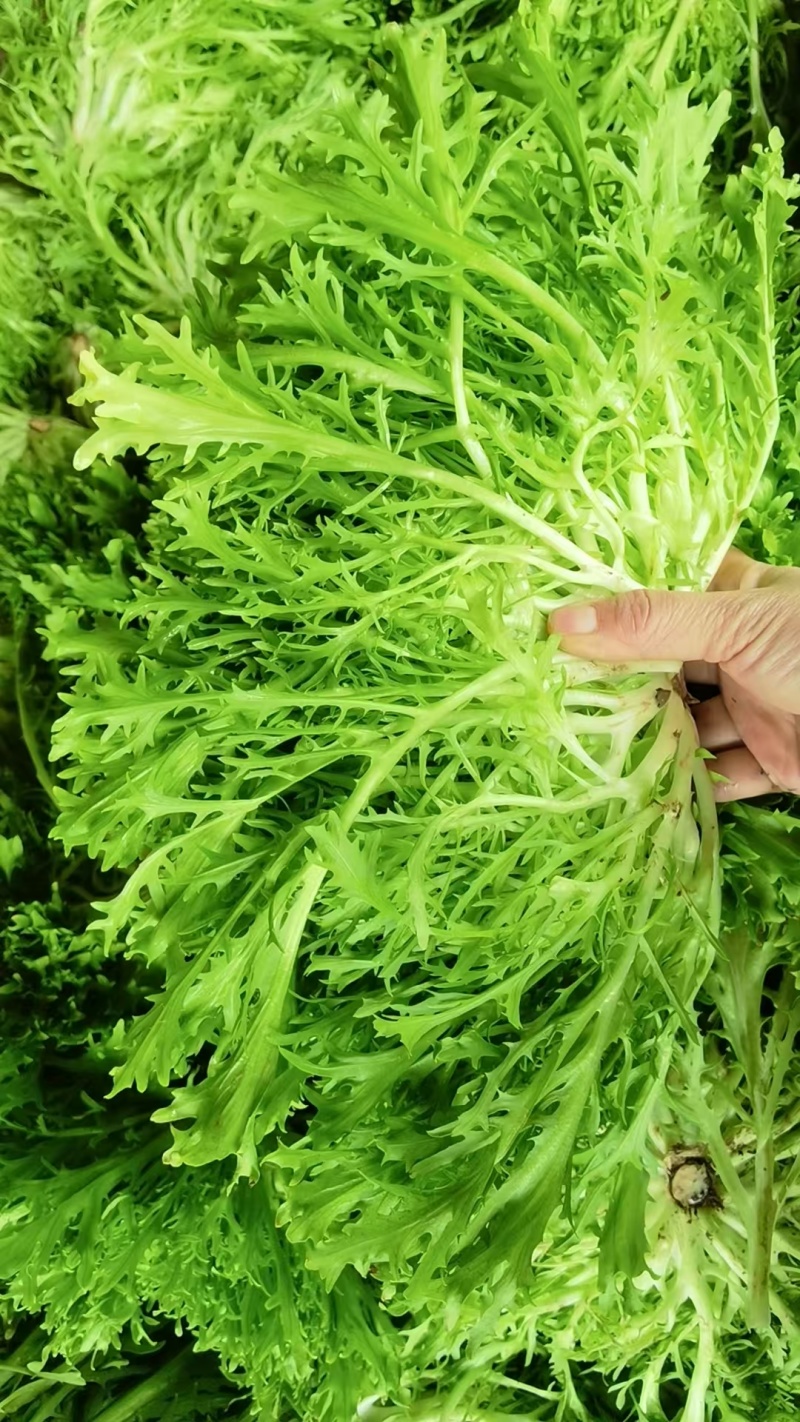 【实力】河北苦菊，一手货源供应市场商超电商量大从优