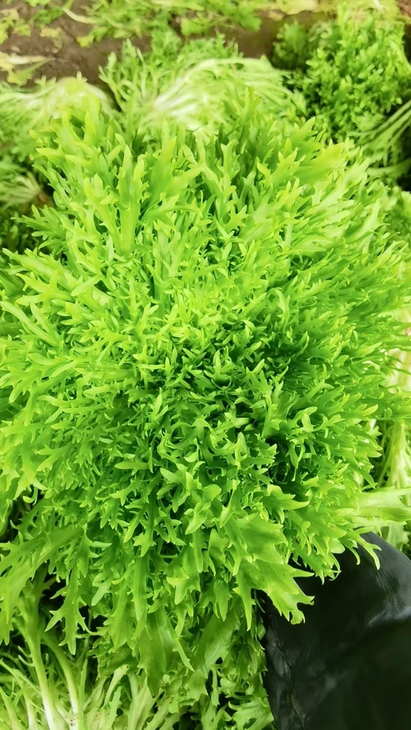 【实力】河北苦菊，一手货源供应市场商超电商量大从优
