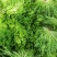 【实力】河北苦菊，一手货源供应市场商超电商量大从优