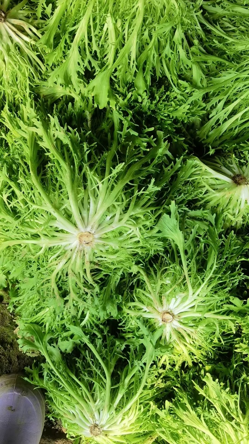 【实力】河北苦菊，一手货源供应市场商超电商量大从优