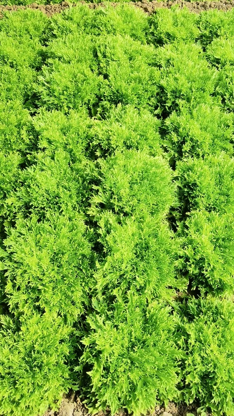 【实力】河北苦菊，一手货源供应市场商超电商量大从优