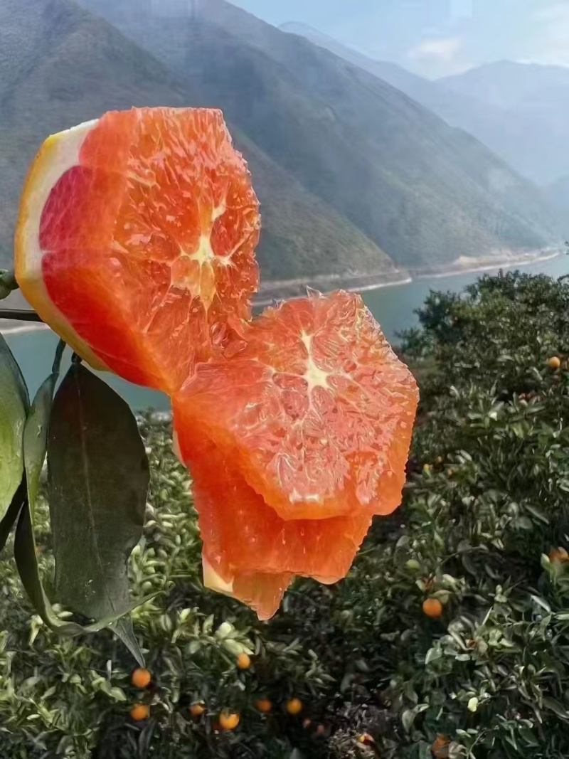 中华红橙，一手货源，对接电商，市场批发，团购，外贸出口