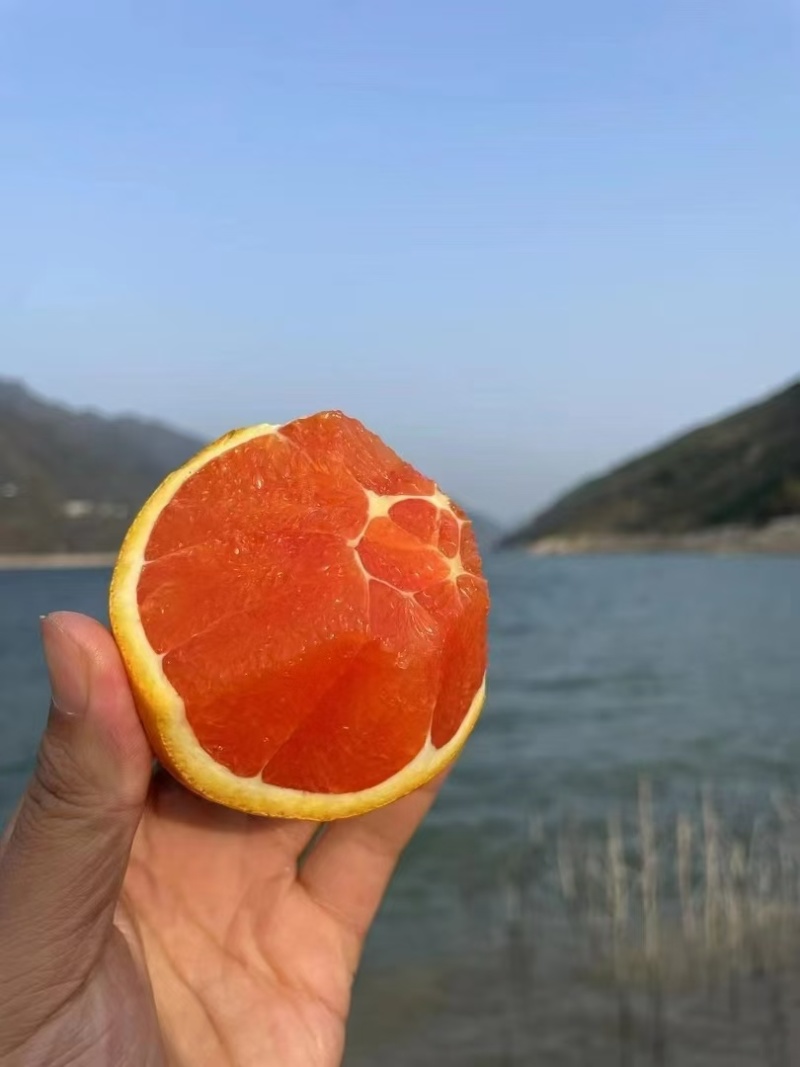 中华红橙，一手货源，对接电商，市场批发，团购，外贸出口
