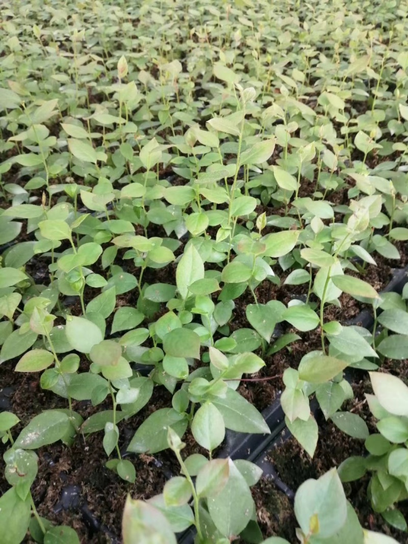 蓝莓苗（L-11/L-25/豆科）