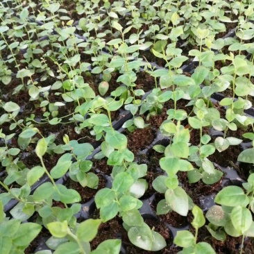 蓝莓苗（L-11/L-25/豆科）