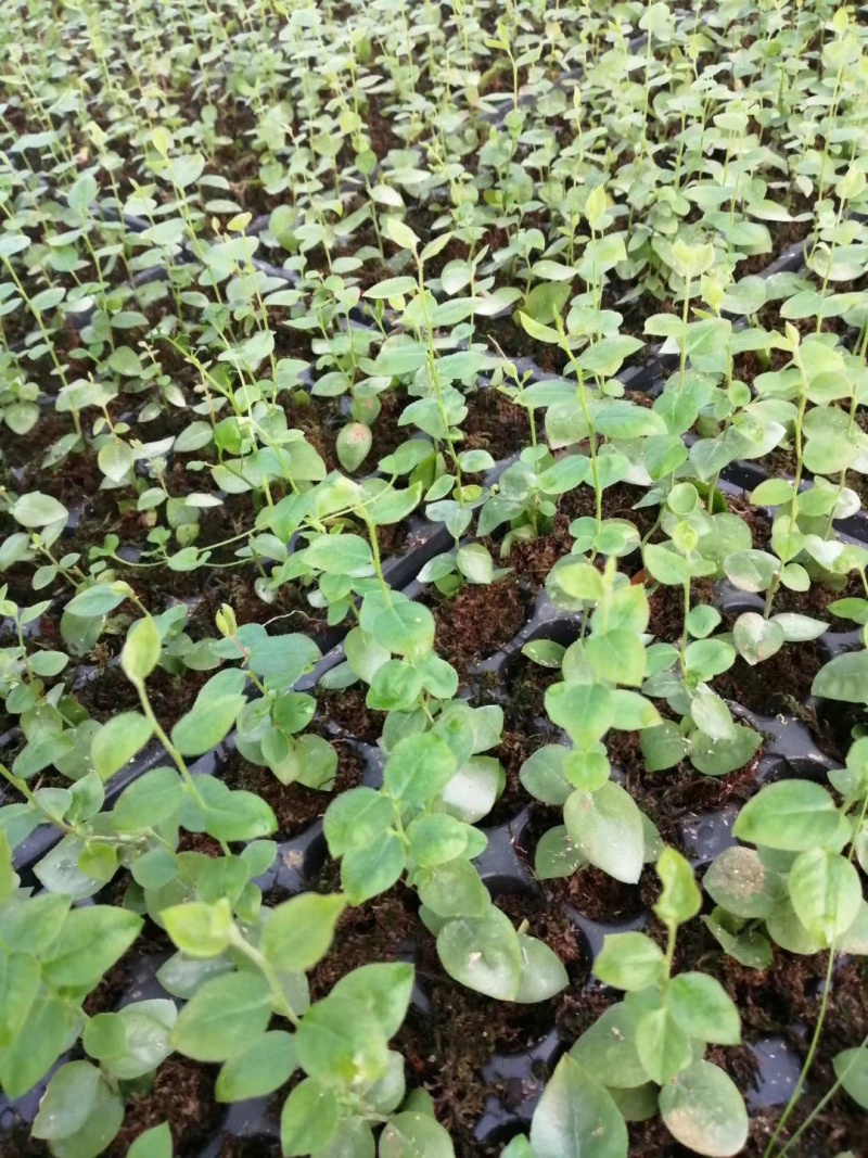 蓝莓苗（L-11/L-25/豆科）
