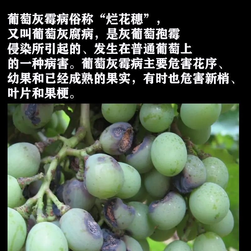 台湾兴农悦购50%腐霉利可湿性粉剂农药杀菌剂葡萄灰霉病杀