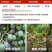 台湾兴农悦购50%腐霉利可湿性粉剂农药杀菌剂葡萄灰霉病杀