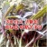 曲麻菜种子紫茎茎叶直立叶绿紫色苦麻菜种子