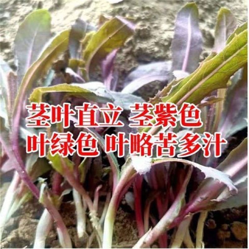 曲麻菜种子紫茎茎叶直立叶绿紫色苦麻菜种子