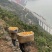 湖北秭归中华红橙，橙香四溢，口感绵密，产地代收代办