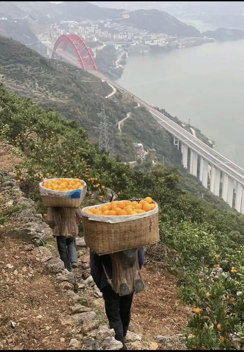 湖北秭归中华红橙，橙香四溢，口感绵密，产地代收代办