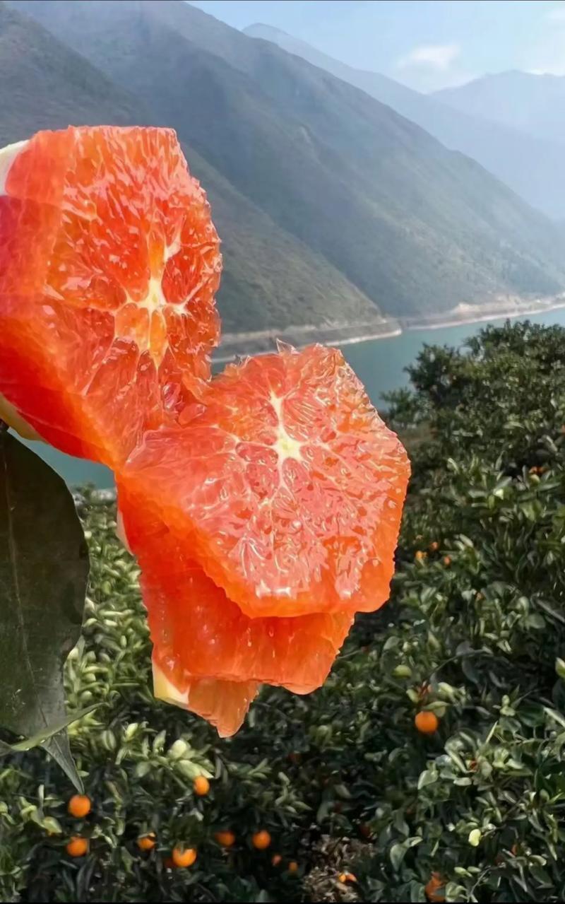 湖北秭归中华红橙，橙香四溢，口感绵密，产地代收代办
