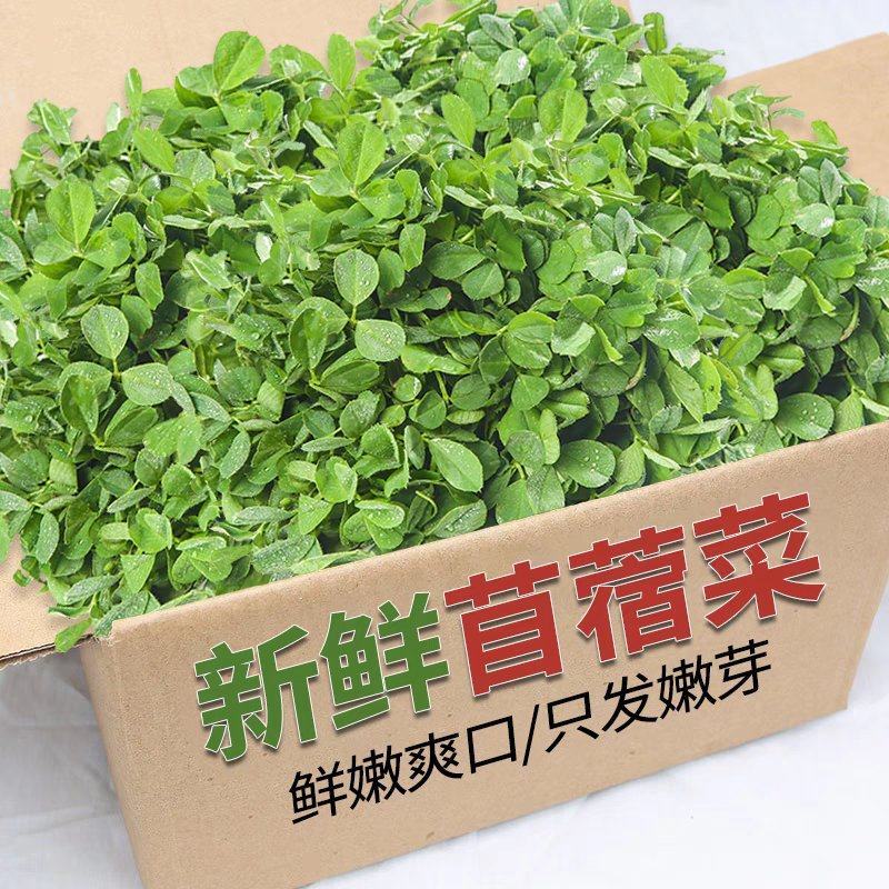 新鲜苜蓿嫩芽全国供应品质好价格优惠欢迎来电咨询