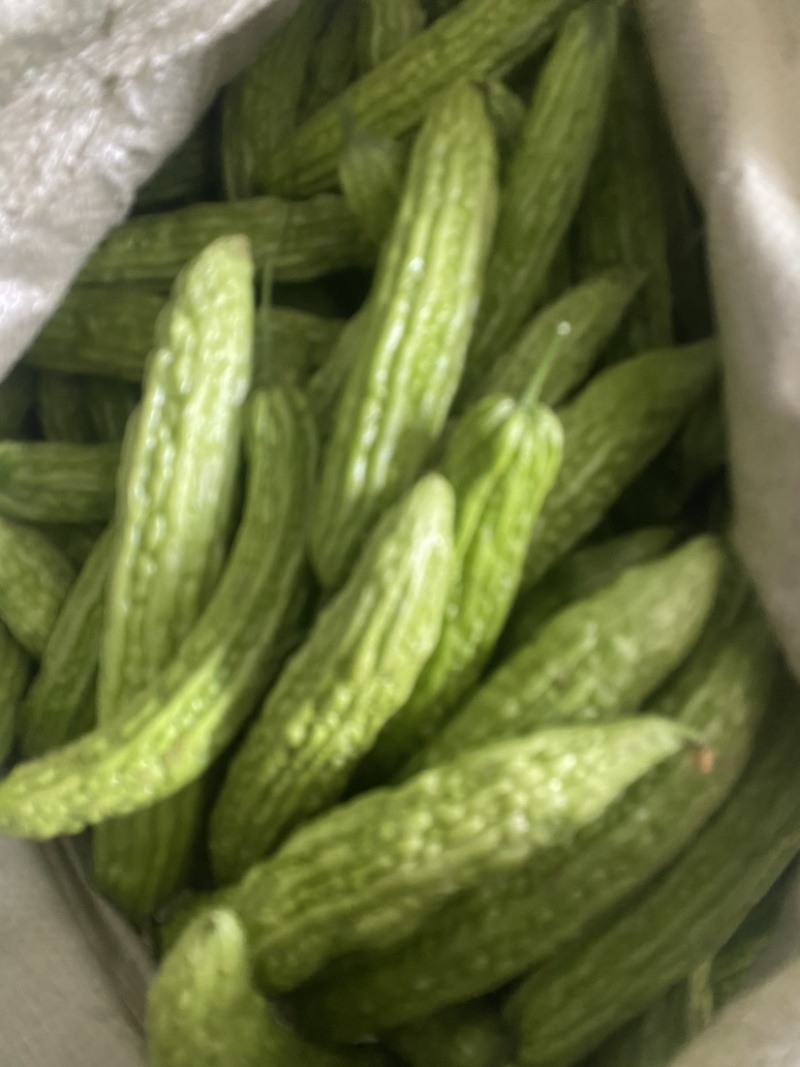 鲜苦瓜头子合作社代购苦瓜脚子加工厂食堂