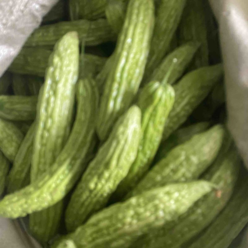 鲜苦瓜头子合作社代购苦瓜脚子加工厂食堂