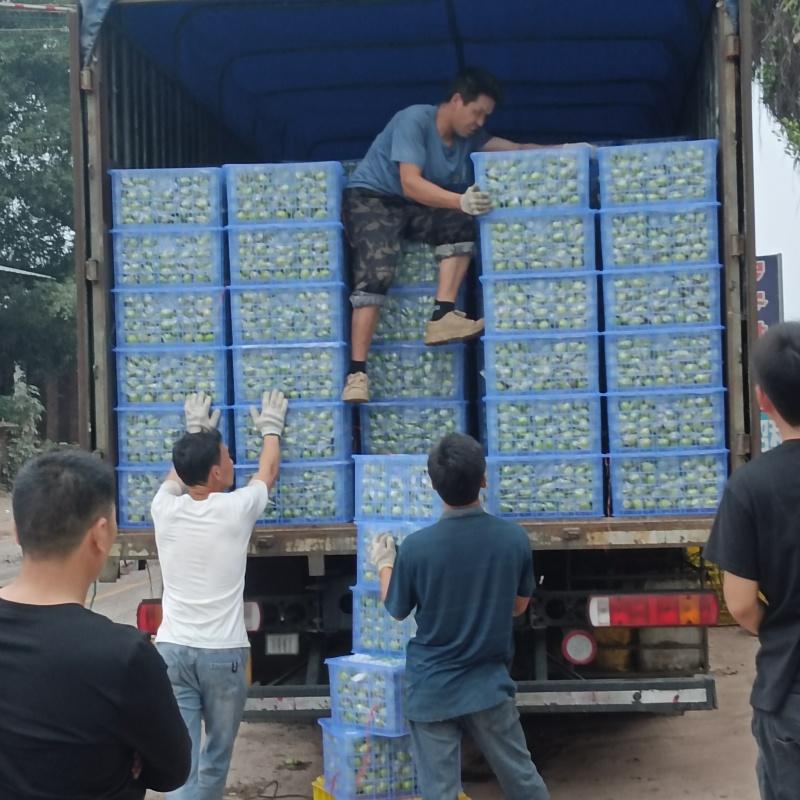 牛奶青枣（广西青枣）一手货源量大价优，可视频看货代发全国