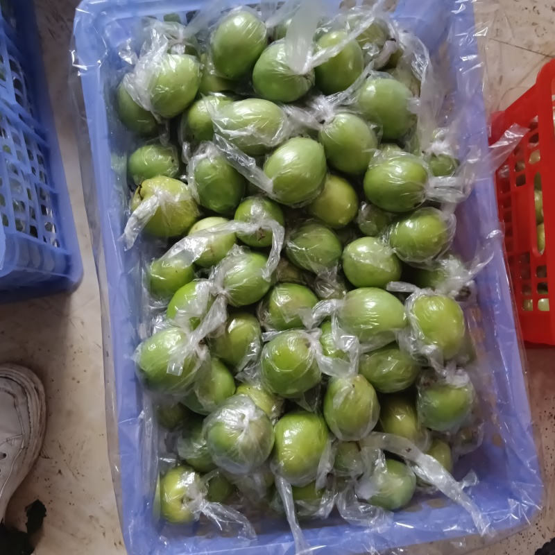 牛奶青枣（广西青枣）一手货源量大价优，可视频看货代发全国