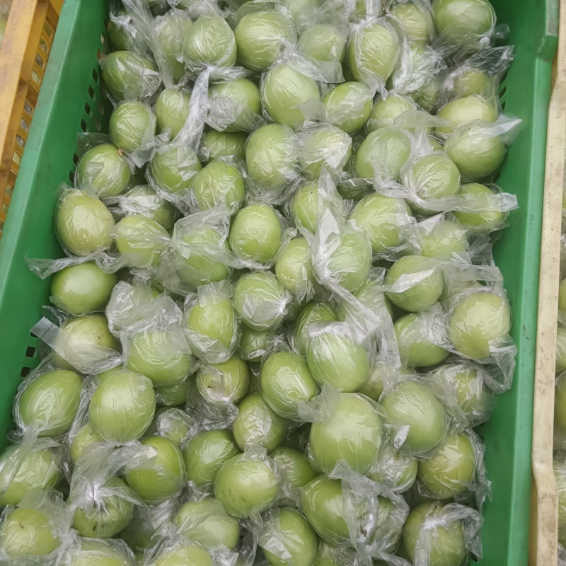 牛奶青枣（广西青枣）一手货源量大价优，可视频看货代发全国