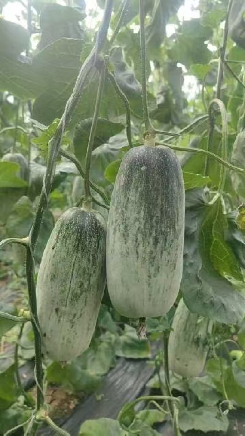 产地代收羊角蜜博洋九61蜜源18博洋72供应电商团购