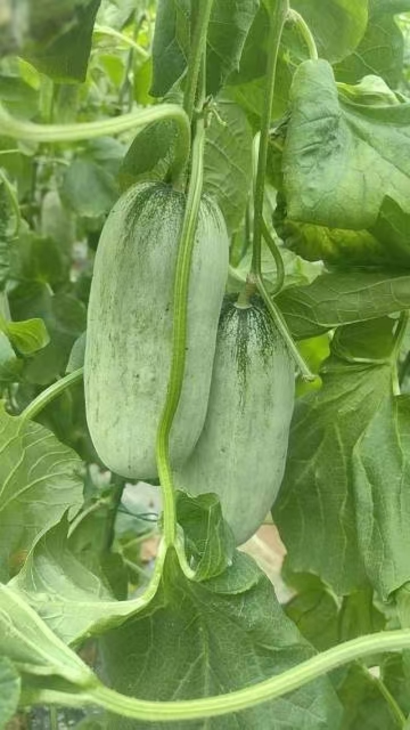 产地代收羊角蜜博洋九61蜜源18博洋72供应电商团购