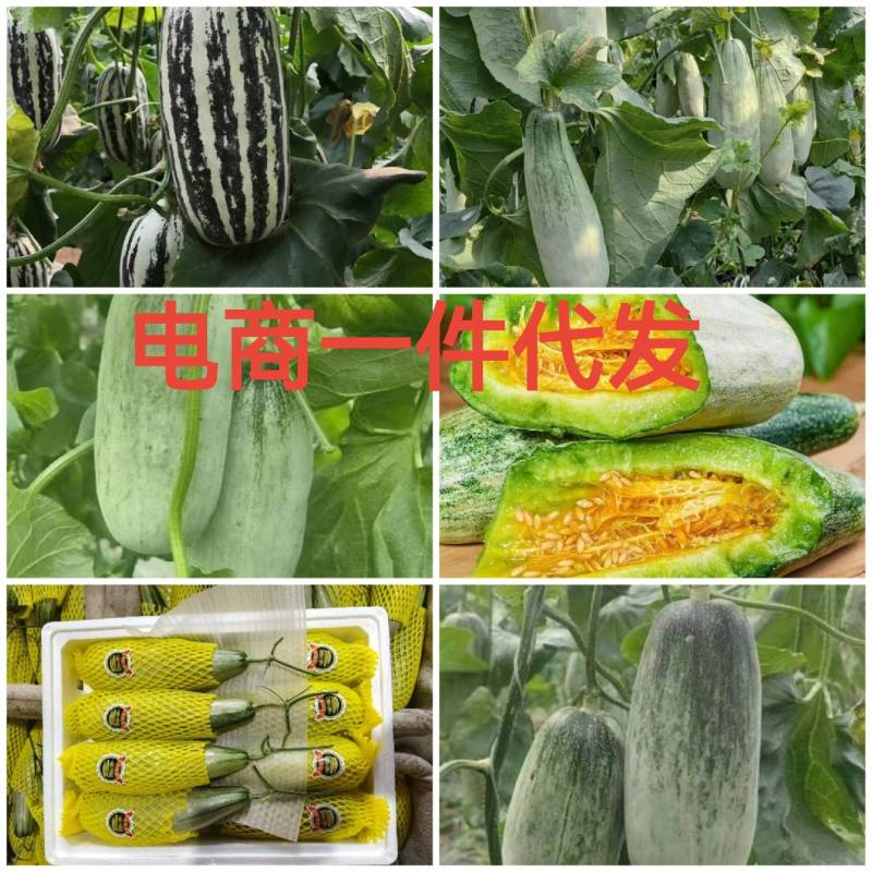 产地代收羊角蜜博洋九61蜜源18博洋72供应电商团购