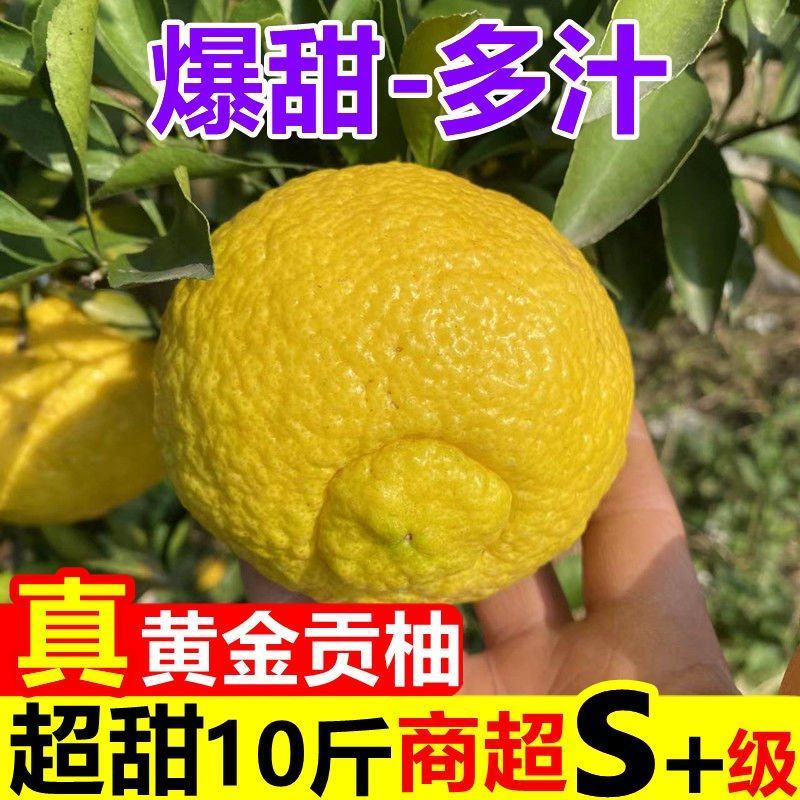 黄金贡柚春香桔柚甜西柚新鲜甜柚湖南雪峰山一件代发