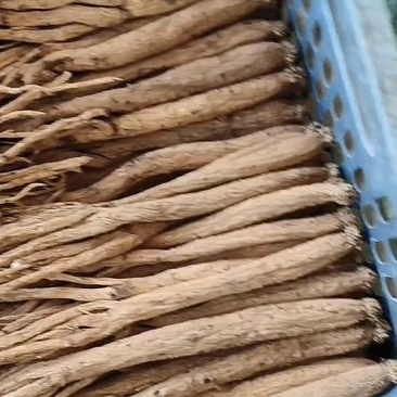 贵州黄党，年后陆续出货，欢迎各位老总订购
