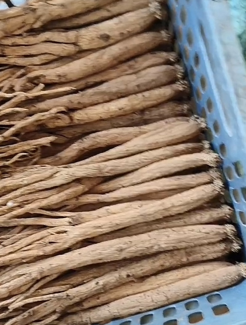 贵州黄党，年后陆续出货，欢迎各位老总订购