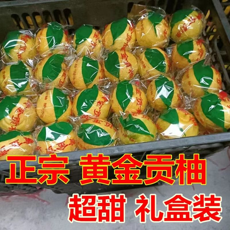 黄金贡柚春香桔柚甜西柚新鲜甜柚湖南雪峰山一件代发
