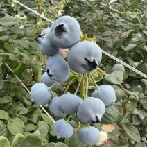 云南脆甜高山蓝莓