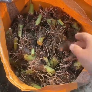 芋头种苗/现挖现发/荔浦芋苗/槟榔芋苗/质优价廉