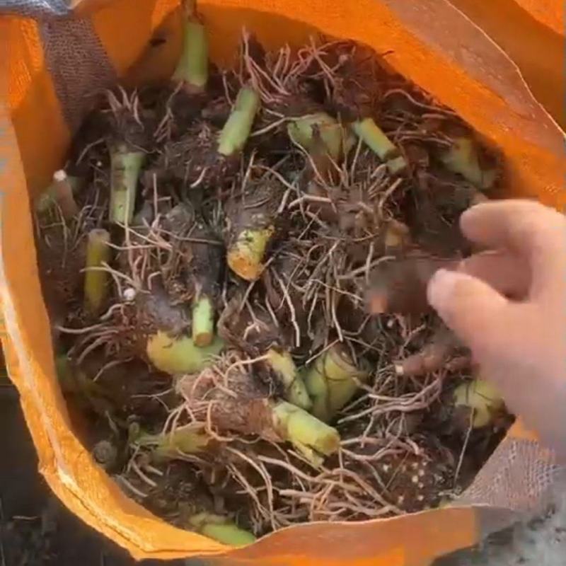 芋头种苗/现挖现发/荔浦芋苗/槟榔芋苗/质优价廉