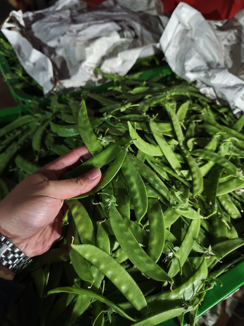 荷兰豆，夹豆，精品，通货，电商，量大量小都可按客户需求订