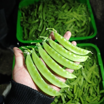 荷兰豆，夹豆，精品，通货，电商，量大量小都可按客户需求订