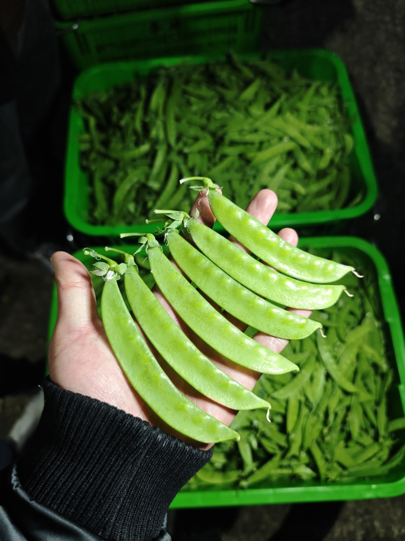 荷兰豆，夹豆，精品，通货，电商，量大量小都可按客户需求订