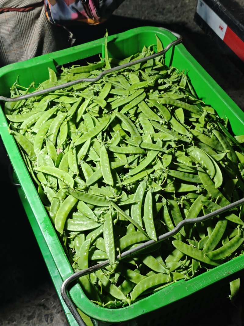 荷兰豆，夹豆，精品，通货，电商，量大量小都可按客户需求订