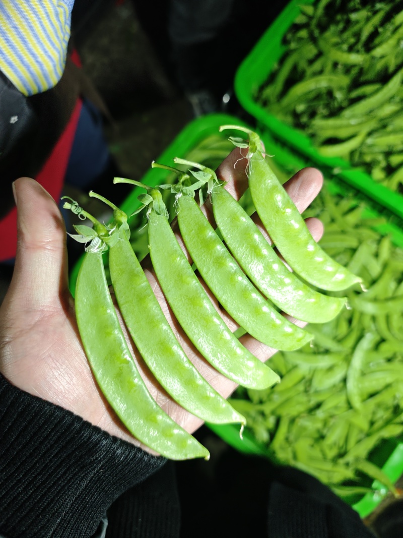 荷兰豆，夹豆，精品，通货，电商，量大量小都可按客户需求订