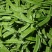 荷兰豆，夹豆，精品，通货，电商，量大量小都可按客户需求订