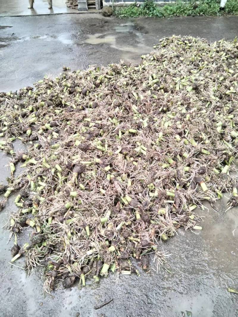 芋头种苗/现挖现发/荔浦芋苗/槟榔芋苗/质优价廉