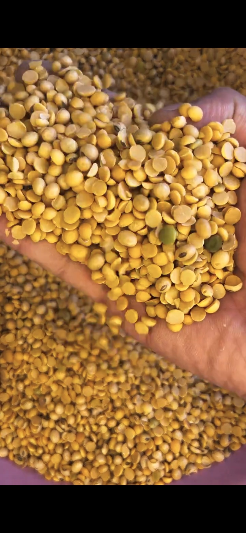 养殖种植碎黄豆，高油高脂高蛋白，适口性好！