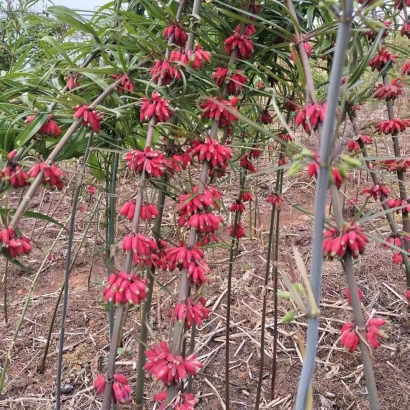 云南红黄金药材花滇黄精多花黄精盆栽甜黄精中药材煲汤观花南
