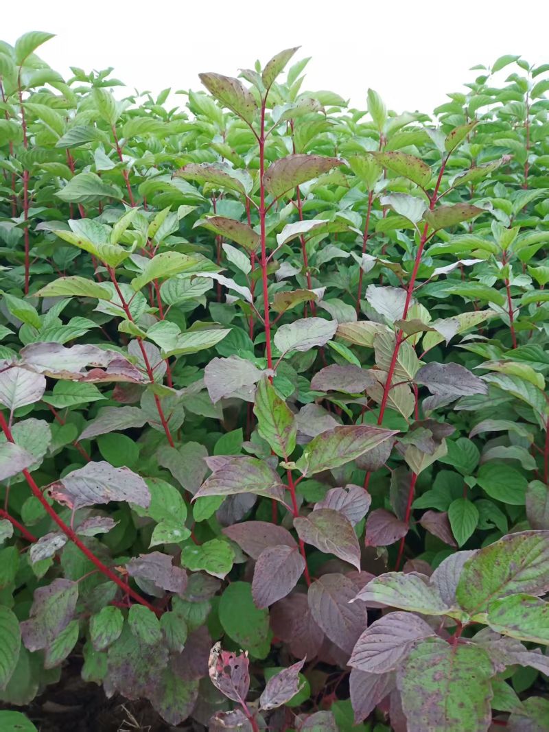 红瑞木杯苗红瑞木容器苗陕西50-1米红瑞木基地