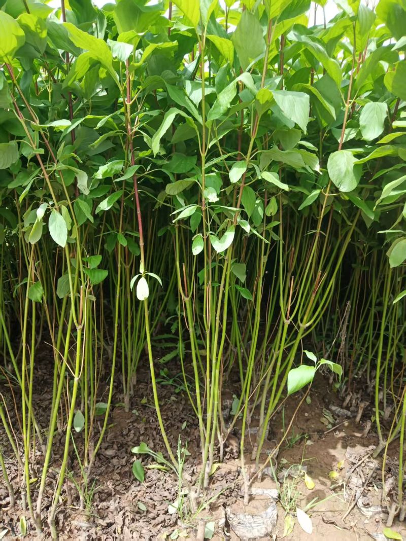红瑞木杯苗红瑞木容器苗陕西50-1米红瑞木基地