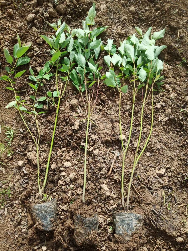 红瑞木杯苗红瑞木容器苗陕西50-1米红瑞木基地